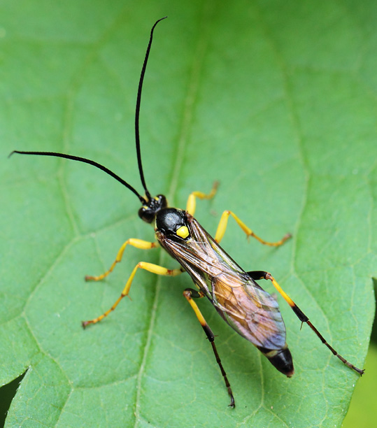 Ichneumonidae